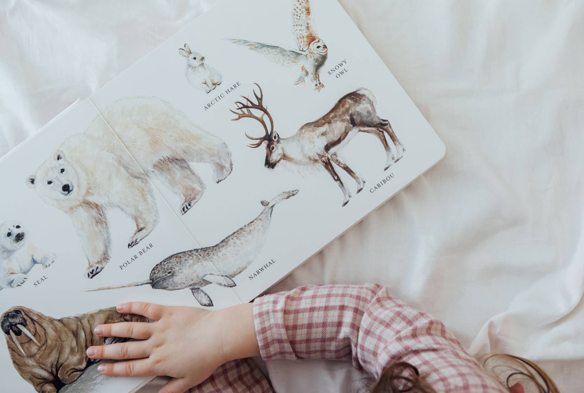 Paige Tate & Co. Our Big Book of Animals (Board Book)